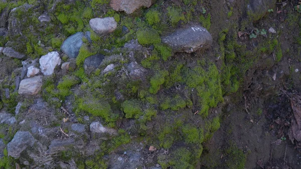 Parede Pedra Velha Coberta Com Musgo Verde Foto Alta Qualidade — Fotografia de Stock