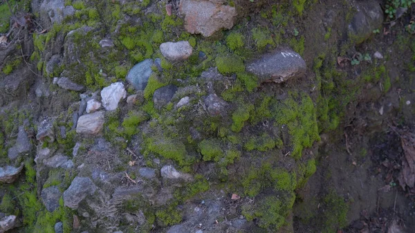 Parede Pedra Velha Coberta Com Musgo Verde Foto Alta Qualidade — Fotografia de Stock