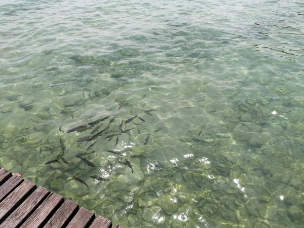 Pemandangan Danau Garda Dari Dermaga Dengan Ikan Foto Berkualitas Tinggi — Stok Foto