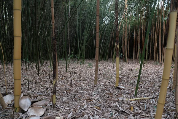 Bambuskog Med Höga Stjälkar Och Blad Marken Högkvalitativt Foto — Stockfoto