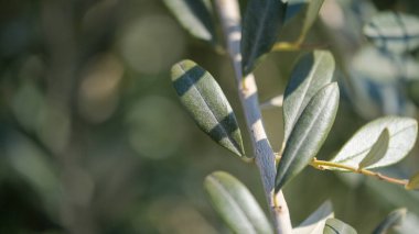 Yeşillik yapraklı zeytin dalı. Yüksek kalite fotoğraf