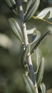 Yeşillik yapraklı zeytin dalı. Yüksek kalite fotoğraf