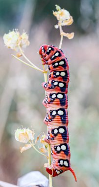 Sphinx caterpillar Hyles euphorbiae sfenks on grass stem. Yüksek kalite fotoğraf
