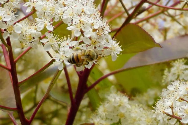 Méh Átrepül Fehér Virágok Felett Beporzásra Kiváló Minőségű Fénykép — Stock Fotó