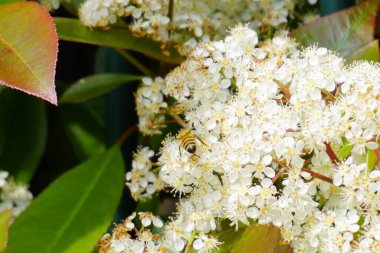 Arı tozlaşmak için beyaz çiçeklerin üzerinden uçar. Yüksek kalite fotoğraf