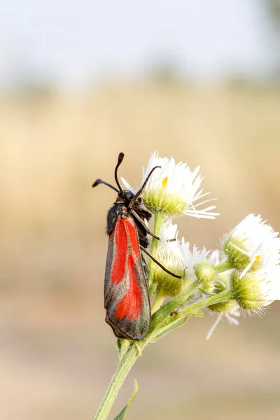 Cinnabar Tyria Jacobaeae Butterfly Grass Stem Foto Berkualitas Tinggi — Stok Foto