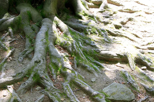 Raíces Enredaderas Hiedra Antigua Pared Piedra Con Plantas Musgos Foto —  Fotos de Stock