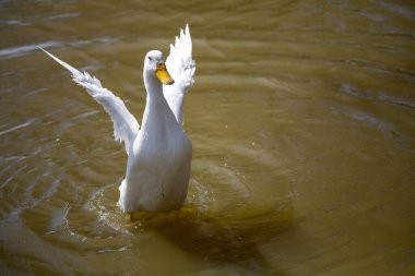 Beyaz ördek gölette yüzüyor. Yüksek kalite fotoğraf