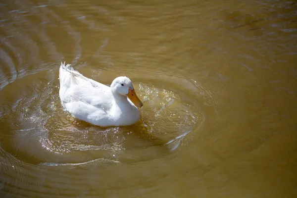 Biała Kaczka Pływa Stawie Wysokiej Jakości Zdjęcie — Zdjęcie stockowe