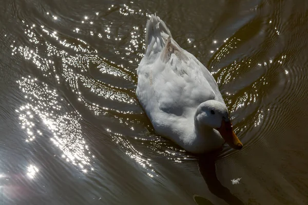 Biała Kaczka Pływa Stawie Wysokiej Jakości Zdjęcie — Zdjęcie stockowe