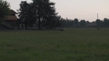 Kahverengi ve beyaz Kurzhaar av köpeği 