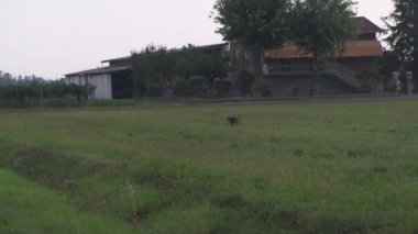 Kahverengi ve beyaz Kurzhaar av köpeği 