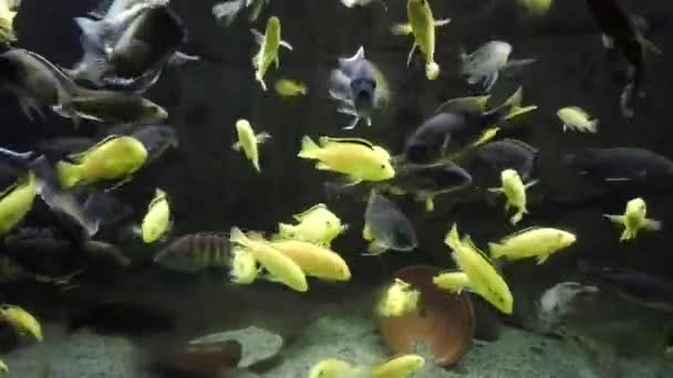 Cíclido Africano Acuario Comunitario Comer Comida — Vídeo de stock