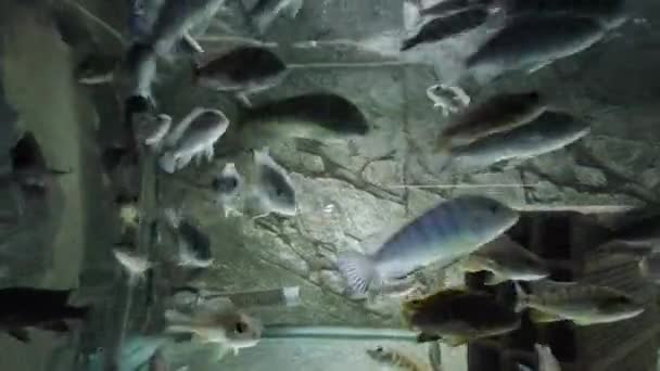 地域の水族館でアフリカ人が食べるのは — ストック動画