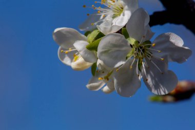 Ön planda beyaz kiraz çiçeği. Yüksek kalite fotoğraf