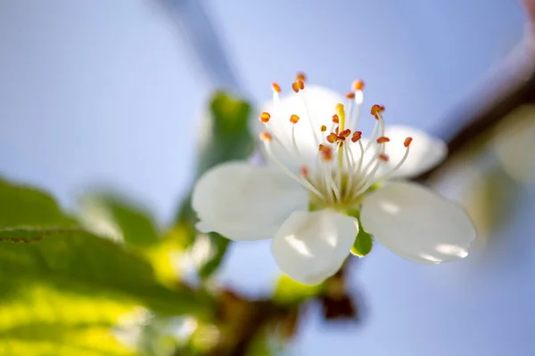 Biały Kwiat Wiśni Pierwszym Planie Wysokiej Jakości Zdjęcie — Zdjęcie stockowe