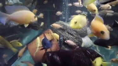 Toplumsal akvaryumdaki afrikalı cichlid yiyeceği yiyor.