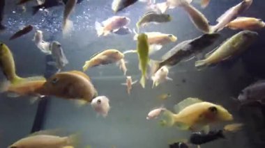 Toplumsal akvaryumdaki afrikalı cichlid yiyeceği yiyor.