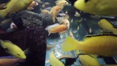 Toplumsal akvaryumdaki afrikalı cichlid yiyeceği yiyor.