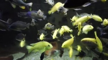 Toplumsal akvaryumdaki afrikalı cichlid yiyeceği yiyor.