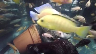 Toplumsal akvaryumdaki afrikalı cichlid yiyeceği yiyor.