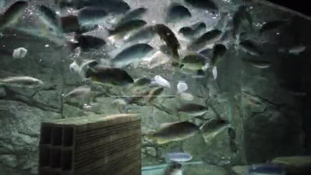 African Cichlid Community Aquarium Eat Food — Stock Video