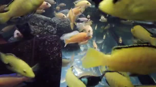 Cíclido Africano Acuario Comunitario Comer Comida — Vídeo de stock