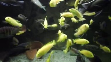 Toplumsal akvaryumdaki afrikalı cichlid yiyeceği yiyor.