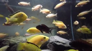 Toplumsal akvaryumdaki afrikalı cichlid yiyeceği yiyor.