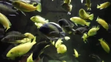 Toplumsal akvaryumdaki afrikalı cichlid yiyeceği yiyor.