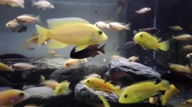 Toplumsal akvaryumdaki afrikalı cichlid yiyeceği yiyor.