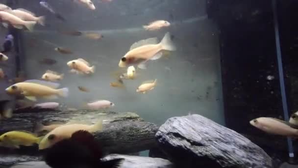 地域の水族館でアフリカ人が食べるのは — ストック動画