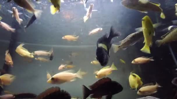 Afrikaanse Cichlide Gezelschapsaquarium Eet Het Voer — Stockvideo