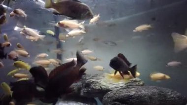 Toplumsal akvaryumdaki afrikalı cichlid yiyeceği yiyor.