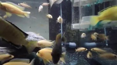 Toplumsal akvaryumdaki afrikalı cichlid yiyeceği yiyor.