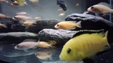 Toplumsal akvaryumdaki afrikalı cichlid yiyeceği yiyor.