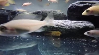 Toplumsal akvaryumdaki afrikalı cichlid yiyeceği yiyor.