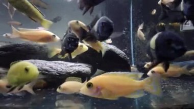 Toplumsal akvaryumdaki afrikalı cichlid yiyeceği yiyor.