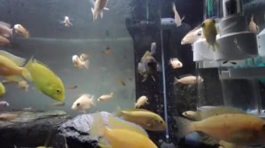 Toplumsal akvaryumdaki afrikalı cichlid yiyeceği yiyor.