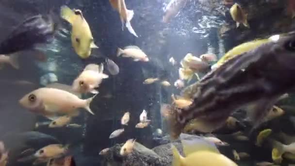 Ciclide Africano Acquario Comunitario Mangiare Cibo — Video Stock