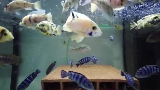 地域の水族館でアフリカ人が食べるのは — ストック動画