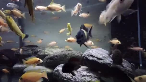 Africký Cichlid Komunitním Akváriu Jíst Jídlo — Stock video