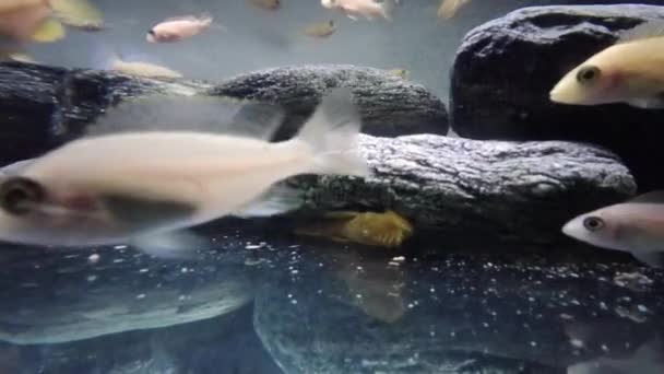 Afrikanischer Buntbarsch Gemeinschaftsaquarium Frisst Futter — Stockvideo