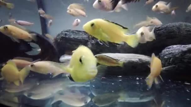 Afrikaanse Cichlide Gezelschapsaquarium Eet Het Voer — Stockvideo