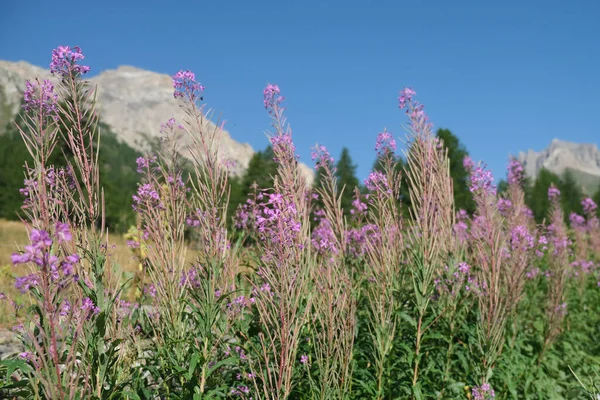 Susa Valley Vallee Etroite 'de kır çiçekleri. Yüksek kalite fotoğraf