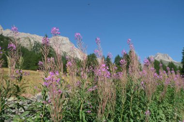 Susa Valley Vallee Etroite 'de kır çiçekleri. Yüksek kalite fotoğraf