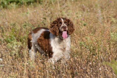 Kahverengi springer spanyel ormanda av köpeği. Yüksek kalite fotoğraf