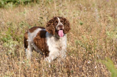 Kahverengi springer spanyel ormanda av köpeği. Yüksek kalite fotoğraf