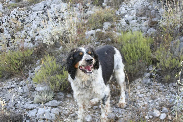 森の中で黒と白とタンのスプリンガースパニエル狩り犬 高品質の写真 — ストック写真