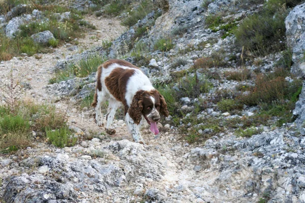 Коричневый Спрингер Спаниель Охотится Собаку Лесу Высокое Качество Фото — стоковое фото